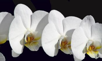 orchidaceae coltivazione