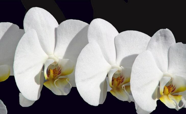orchidaceae coltivazione