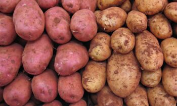 come coltivare le patate