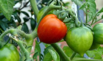 pomodoro pianta