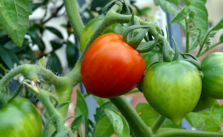 pomodoro pianta