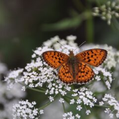 Achillea millefolium