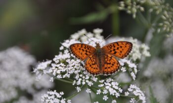 Achillea millefolium