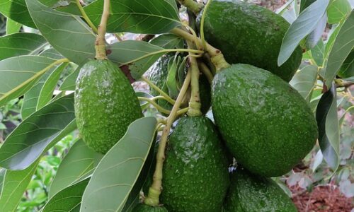 Come coltivare la pianta di avocado
