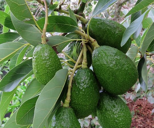 Come coltivare la pianta di avocado