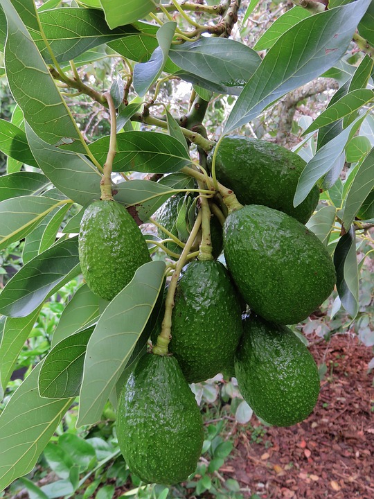 Come coltivare la pianta di avocado