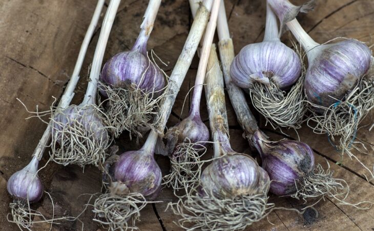 Aglio coltivazione