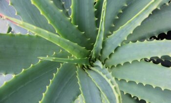 Aloe vera, coltivare aloe