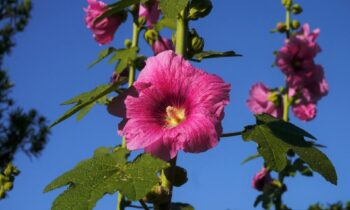 Althaea officinalis coltivare