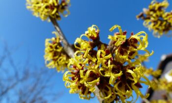 hamamelis