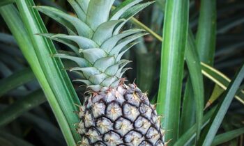 ananas pianta