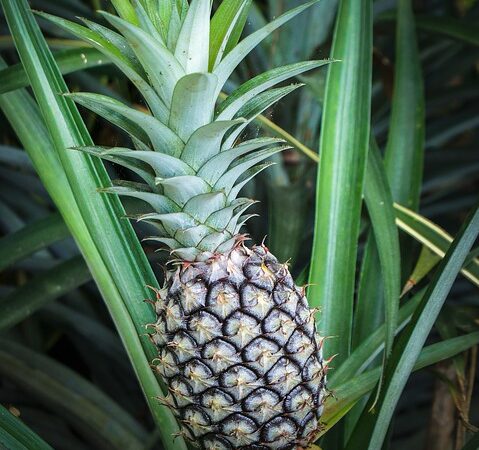 ananas pianta