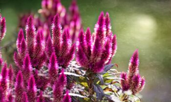 coltivare celosia