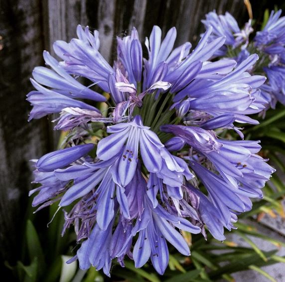 fiore blu violetto