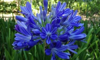 Coltivare agapanthus