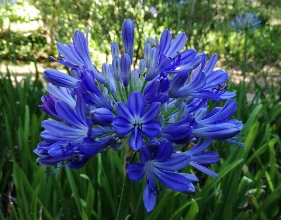 Coltivare agapanthus
