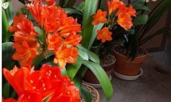 Clivia