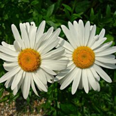 margherite bianche