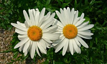margherite bianche