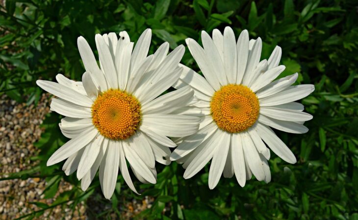 margherite bianche