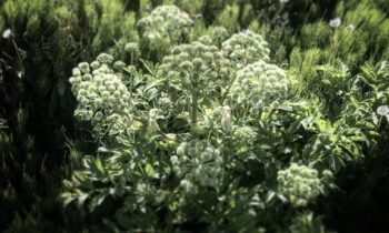 angelica