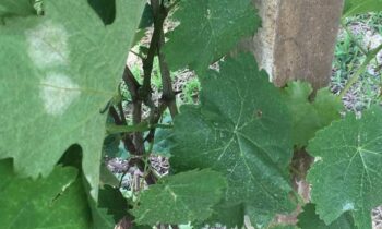 peronospora larvata