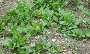 spinaci