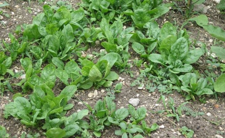 spinaci