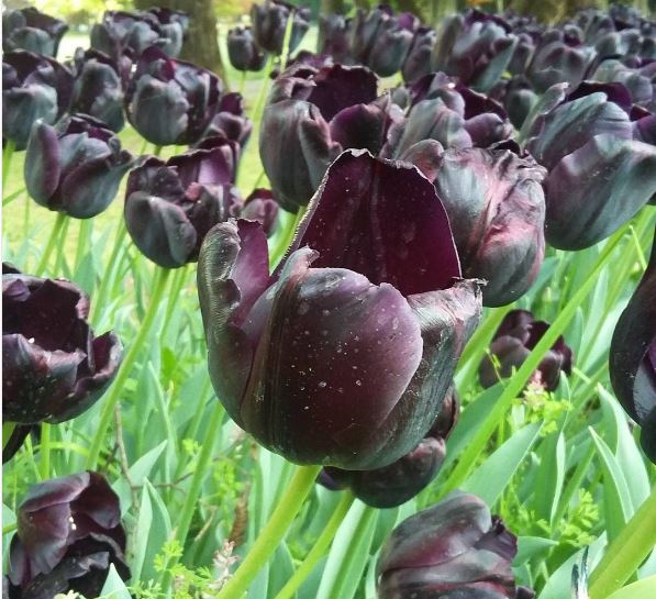 tulipano amsterdam
