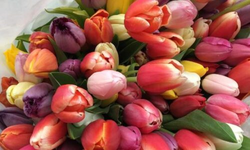 mazzo di tulipani