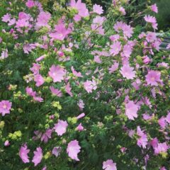 la malva