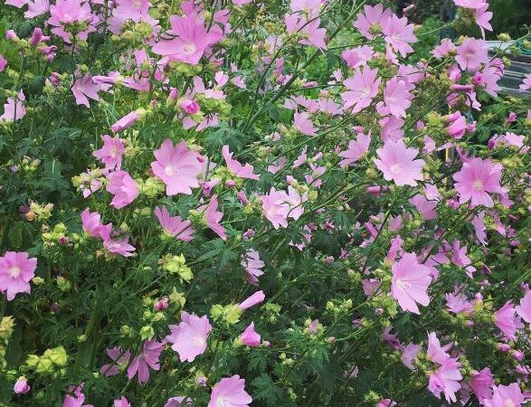 la malva