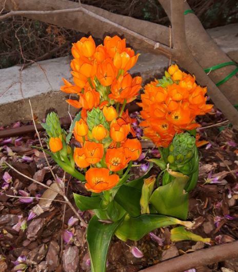 pianta fiori arancioni