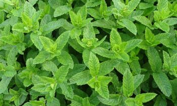 pianta menta