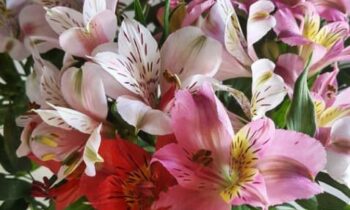 alstroemeria bulbi