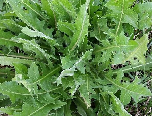cichorium intybus