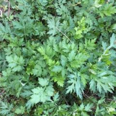 artemisia annua dove si trova
