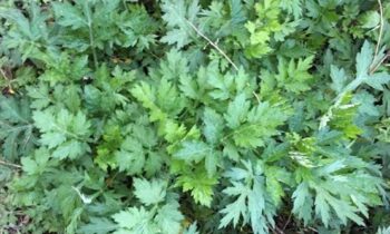 artemisia annua dove si trova
