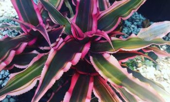 coltivazione bromelia