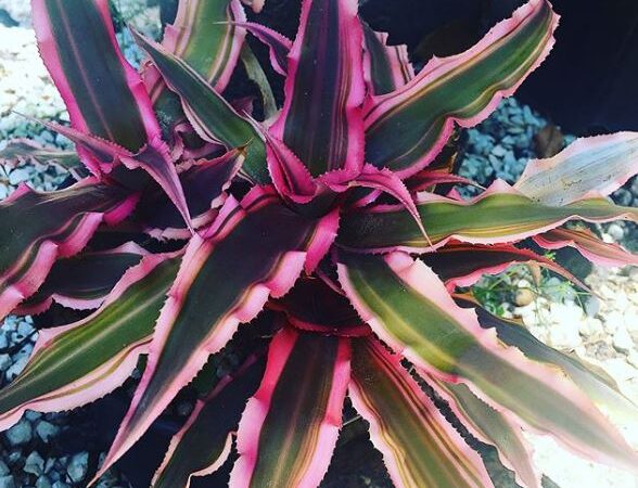 coltivazione bromelia