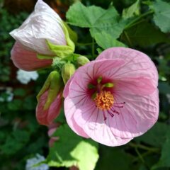 abutilon savitzii