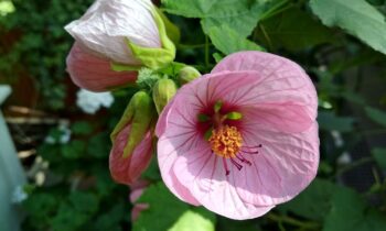 abutilon savitzii