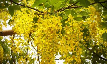 cassia