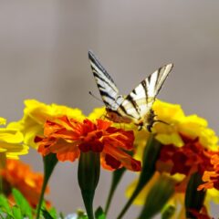 fiori tagete