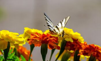 fiori tagete