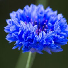 fiordalisi immagini
