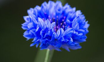 fiordalisi immagini