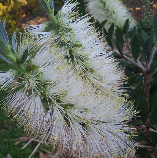 pianta australiana