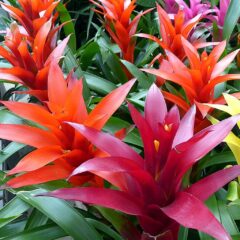 bromelia guzmania