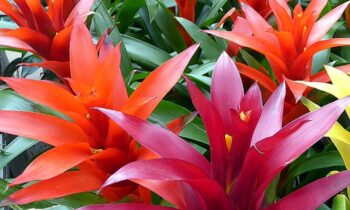 bromelia guzmania